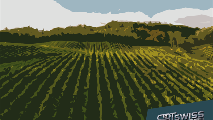 Ticino/Tessin: Premiato azienda vitivinicola/Preisgekröntes Weingut in dritter Generation Ticino/Tessin: Premiato azienda vitivinicola/Preisgekröntes Weingut in dritter Generation