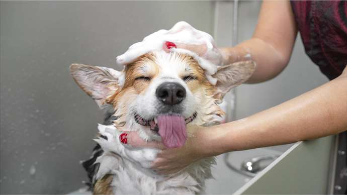 Hundesalon zu verkaufen