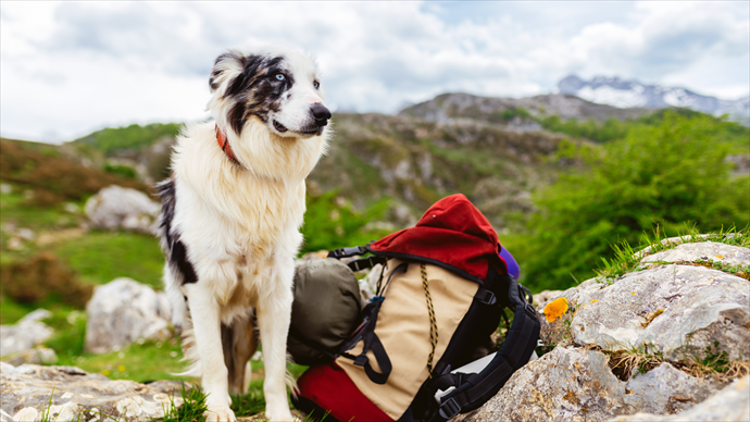 Etabliertes Qualitätslabel und Freizeitportal im Hundebereich sucht Nachfolge